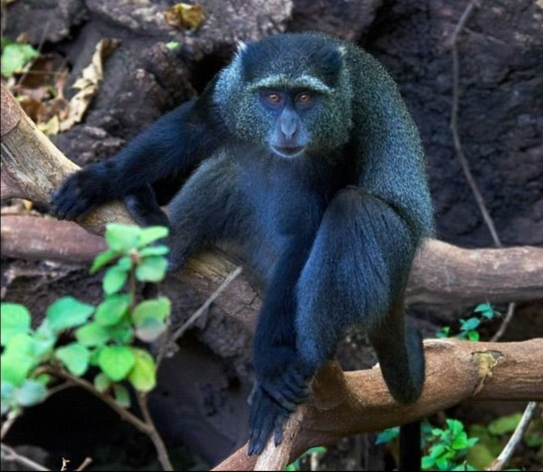 Blue Monkey in Tanzania